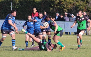 Les guêpes sont tombées dans le panneau !