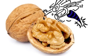 TOURNOI DE LA NOIX 2015