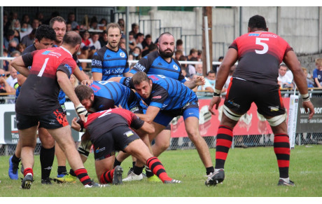 Les guêpes tombent dans la Drôme ! 